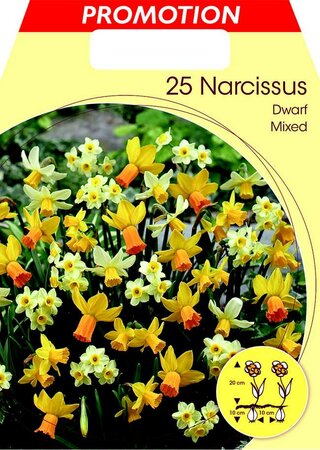 Narcissi Dwarf Mixed