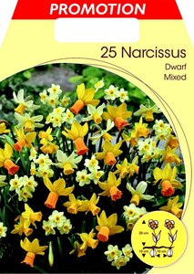 Narcissi Dwarf Mixed