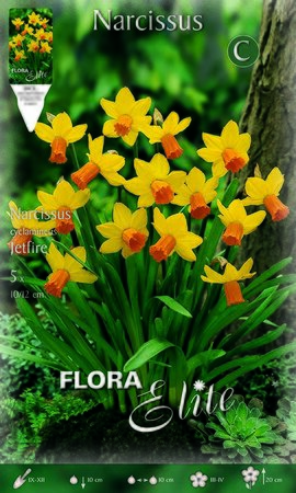 Narcissi Jetfire