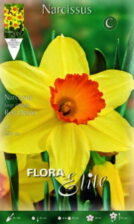 Narcissi Red Devon