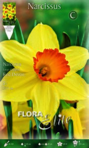 Narcissi Red Devon