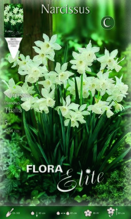 Narcissi Thalia