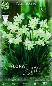 Narcissi Thalia