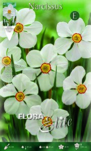 Narcissus Actaea