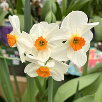 Narcissus Bulbs