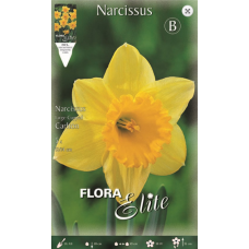 Narcissus Carlton
