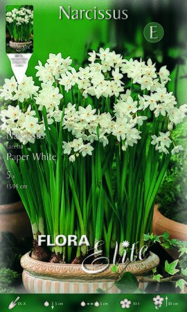 Narcissus Christmas Flowering Paper White