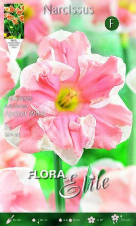 Narcissus Corona Apricot Whirl