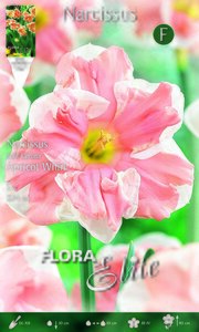 Narcissus Corona Apricot Whirl