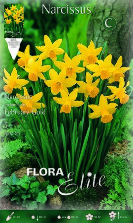 Narcissus Cyclamineus February Gold
