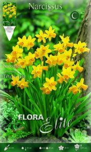 Narcissus Cyclamineus Tete-a-tete