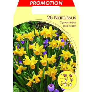 Narcissus Cyclamineus Tete-a-tete Pack Of 25