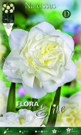 Narcissus Double Obdam