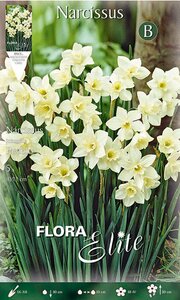 Narcissus Jonquilia Pueblo (Fragrant)