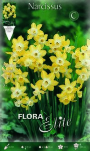 Narcissus Jonquilla Pipit