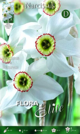 Narcissus Recurvus