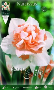 Narcissus Replete