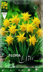 Narcissus Rip Van Winkle