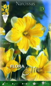Narcissus Split Corona Cassata