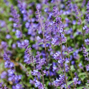 Nepeta faassenii Junior Walker