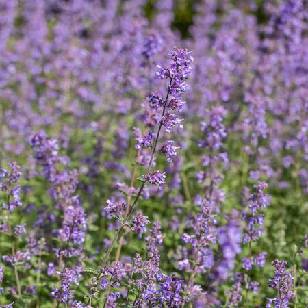 Nepeta racemosa 'Walkers Low'