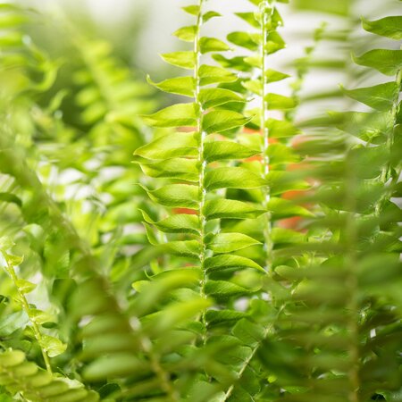 Nephrolepis Green Lady - image 1