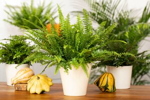 Nephrolepis Green Lady - image 2