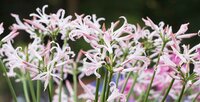 Nerine