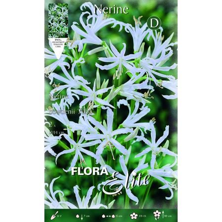 Nerine bowdenii Alba