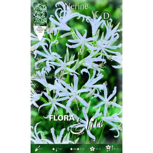 Nerine bowdenii Alba