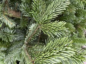 Nordmann Fir Cut Christmas Tree - Low drop 4-5" (125-150cm)