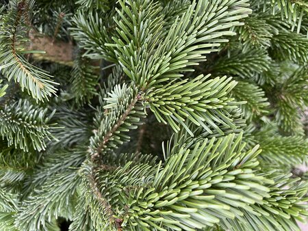 Nordmann Fir Cut Christmas Tree - Low drop 8-9" (240-270cm)