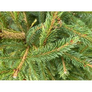 Norway Spruce Christmas Tree Pot  60/80cm Tall - image 2