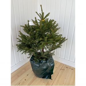 Norway Spruce Christmas Tree Pot  60/80cm Tall
