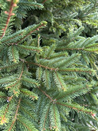 Norway Spruce Cut Christmas Tree 6ft (180cm) Locally Grown