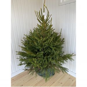Norway Spruce Potted Christmas Tree 3-4" (100/125cm)