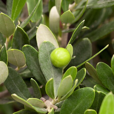 Olive Bush Olea europea 30 Litre pot - image 2