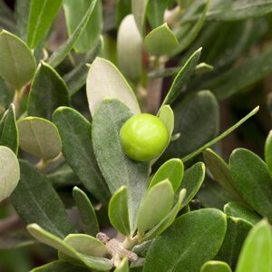 Olive Bush Olea europea 30 Litre pot - image 2
