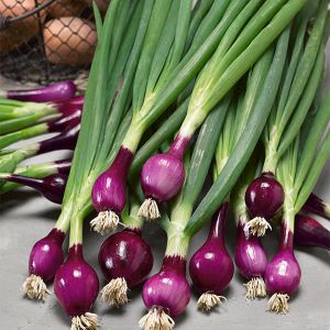 Onion Spring Lilia RHS AGM Seeds