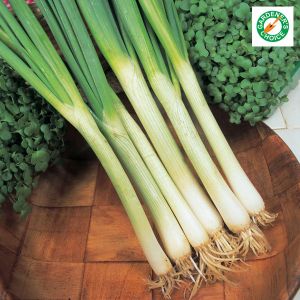 Onion Spring White Lisbon (Winter Hardy) Seeds