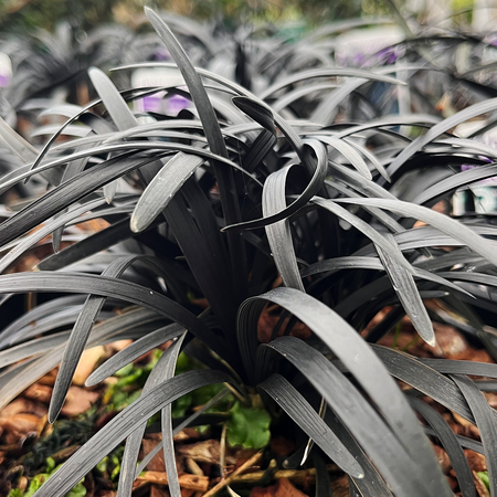 Ophiopogon planiscapus  'Nigrescens'