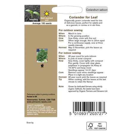 Organic CORIANDER Cilantro for Leaf - image 2