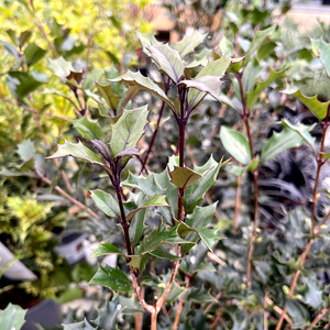 Osmanthus heterophyllus Purpureus