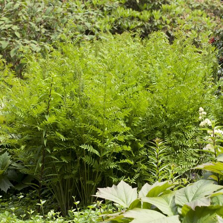 Osmunda regalis Royal Fern