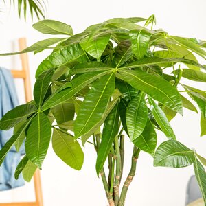 Pachira Aquatica - image 1