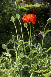 Papaver orientale 'Brilliant'