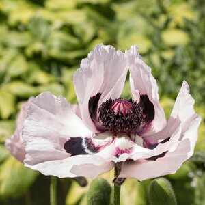 Papaver orientale 'Royal Wedding'