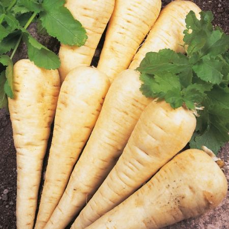 Parsnip Hollow Crown Seeds