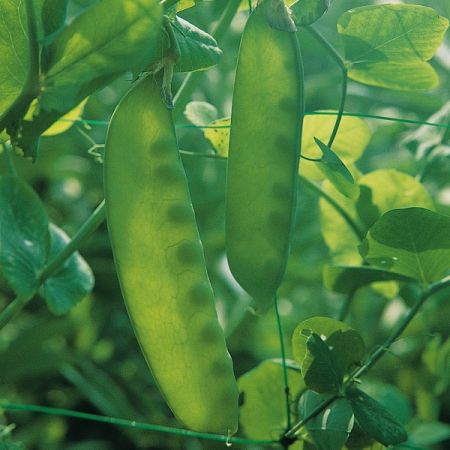 Pea Carouby De Maussane Seeds