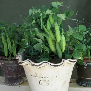 Pea Half Pint Seeds